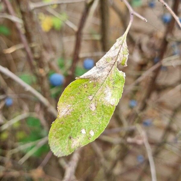 Prunus × fruticans Folla