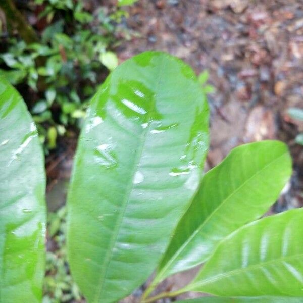 Iryanthera sagotiana Leaf