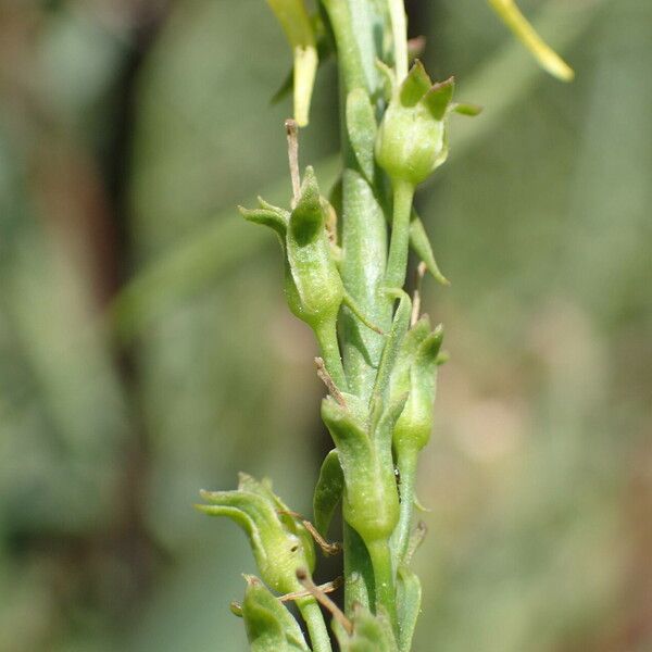 Linaria angustissima Gyümölcs