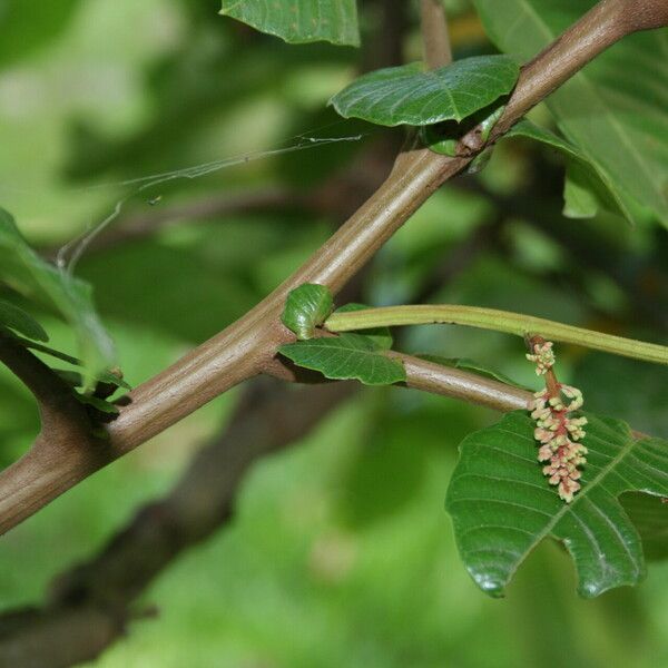 Pometia pinnata Други