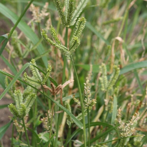 Eleusine coracana Blomma