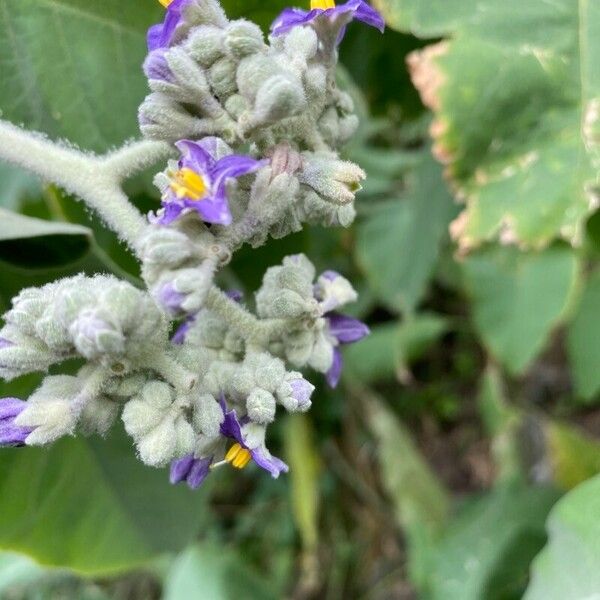 Solanum mauritianum Outro