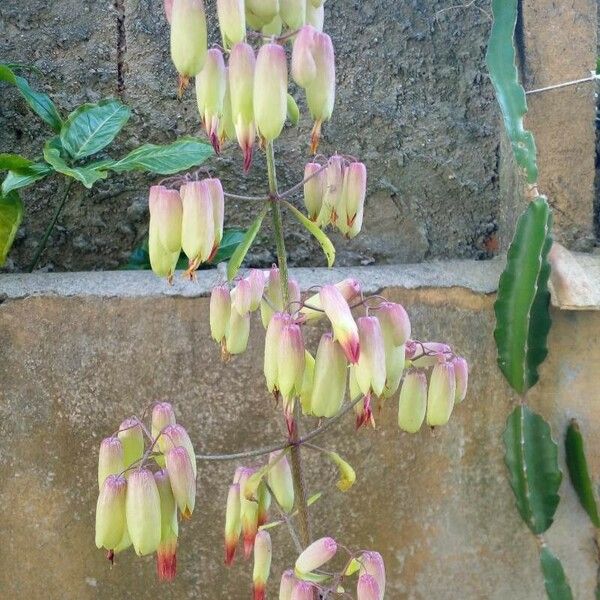 Kalanchoe pinnata Flor