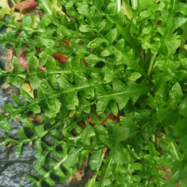 Crepis leontodontoides Lehti