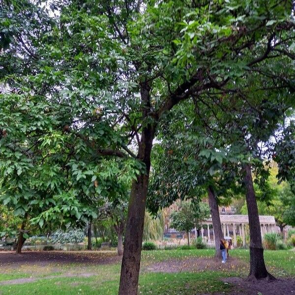 Fraxinus ornus Habitatea