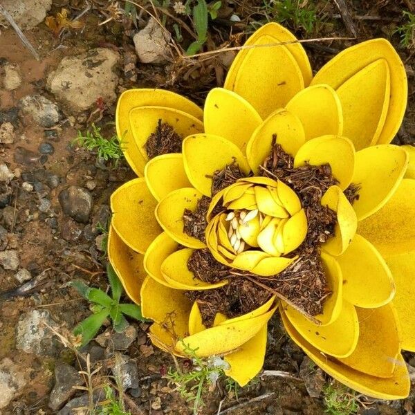 Musella lasiocarpa Květ