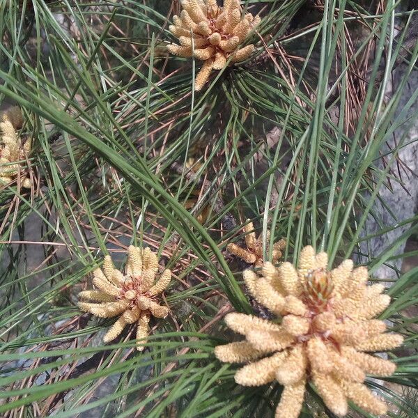 Pinus bungeana Flower