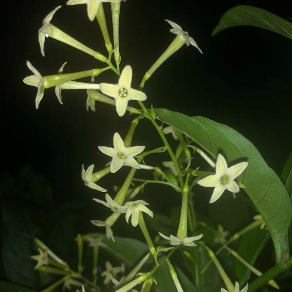 Cestrum nocturnum Flower