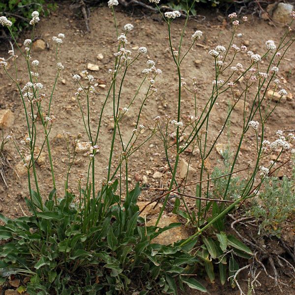 Habit