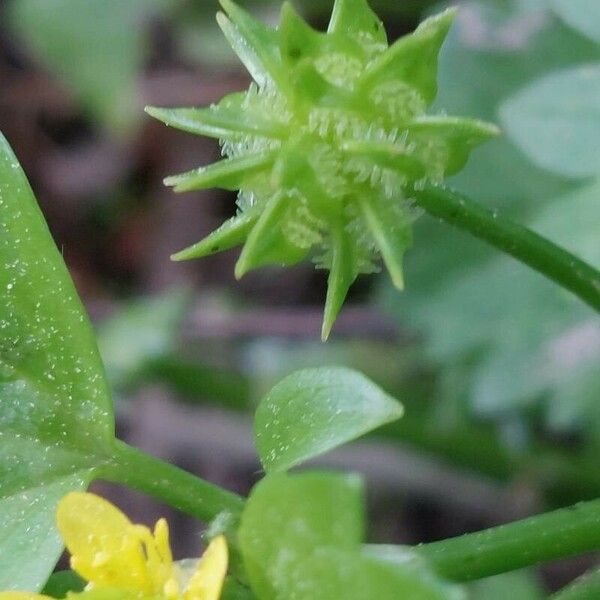 Ranunculus muricatus Plod