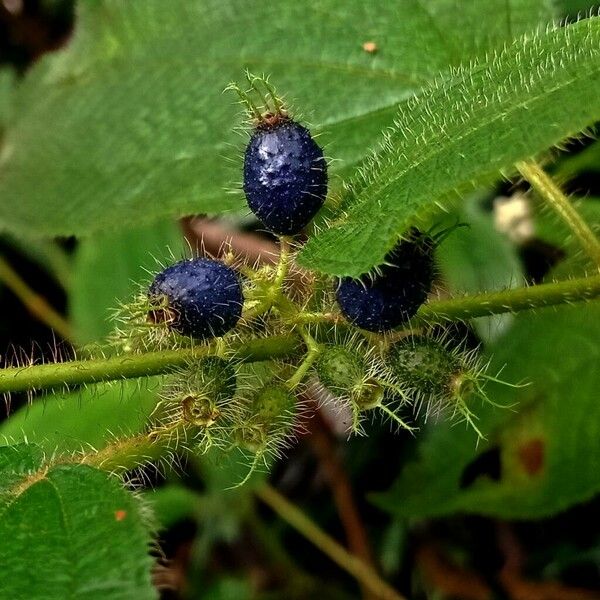 Miconia crenata 果