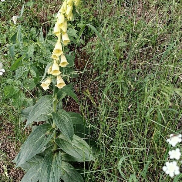 Digitalis grandiflora Hábitos