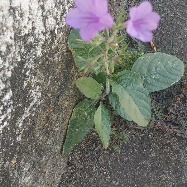 Ruellia nudiflora Flower