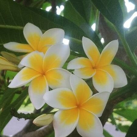 Plumeria rubra Kwiat