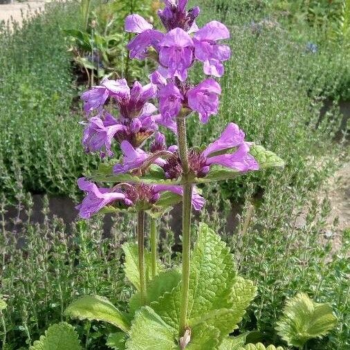 Betonica macrantha Квітка