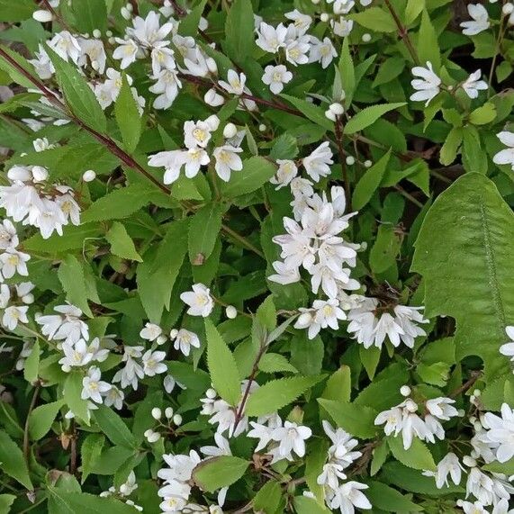 Deutzia crenata ശീലം