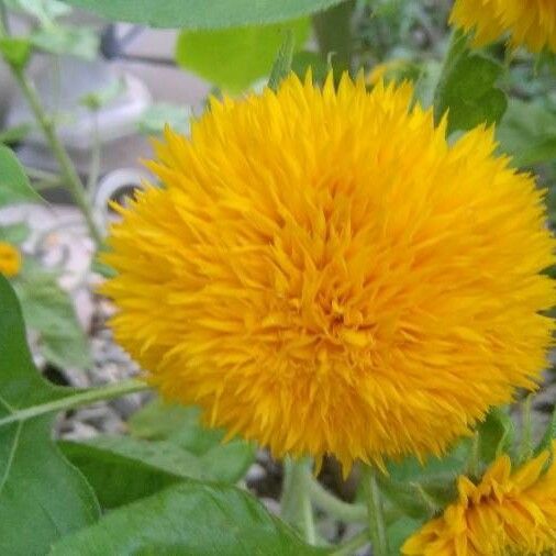 Helianthus annuus ফুল