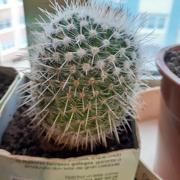 Mammillaria spinosissima Folha