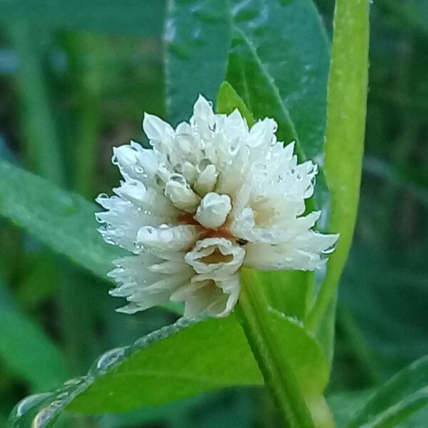 Alternanthera philoxeroides 花