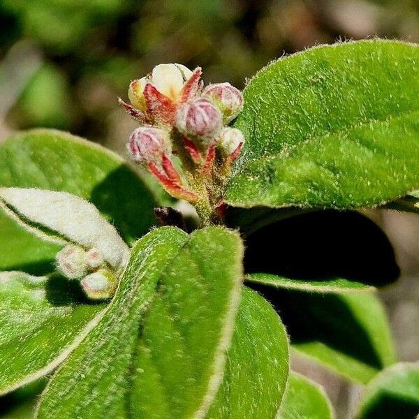 Cotoneaster tomentosus Blomst