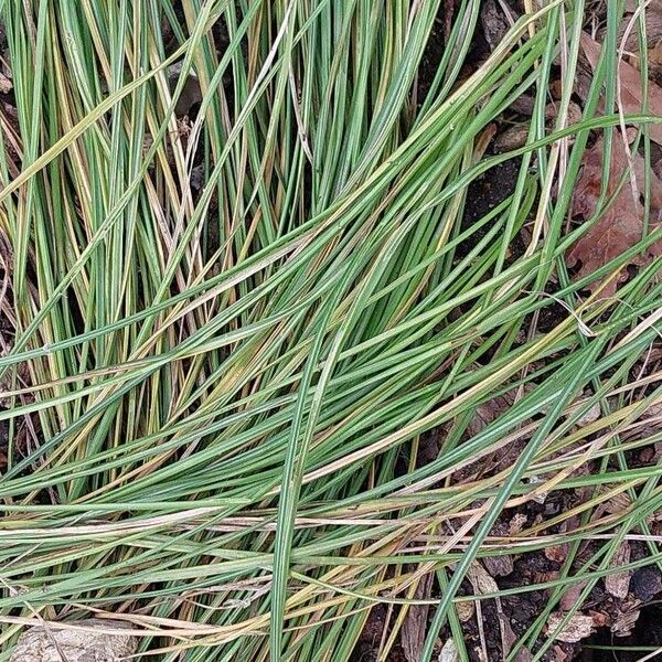 Crocus sativus برگ