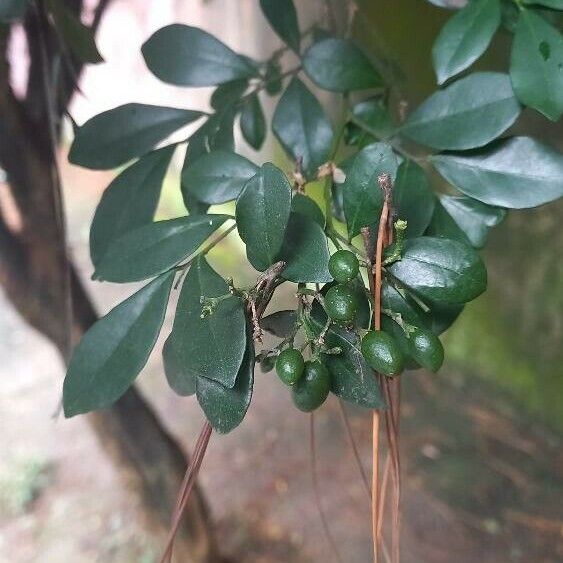 Murraya paniculata Hoja