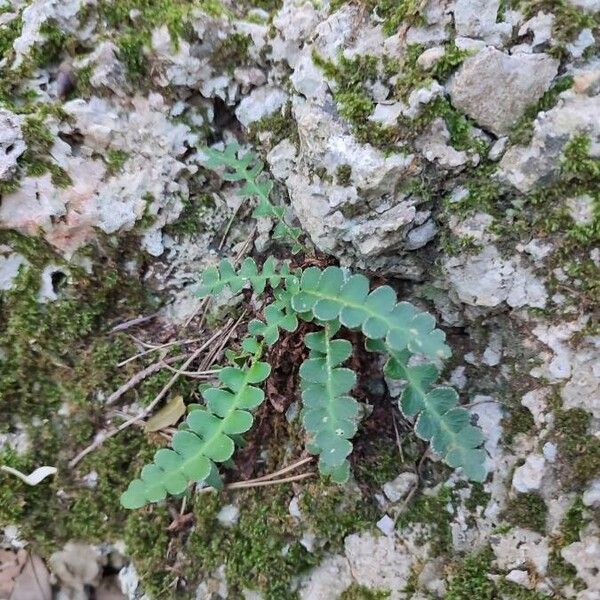 Asplenium ceterach 叶