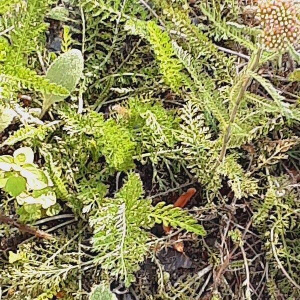 Achillea distans 葉