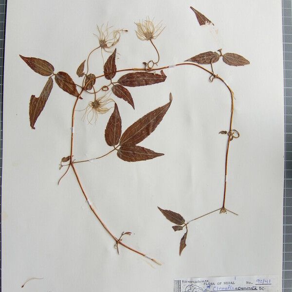 Clematis acuminata Diğer