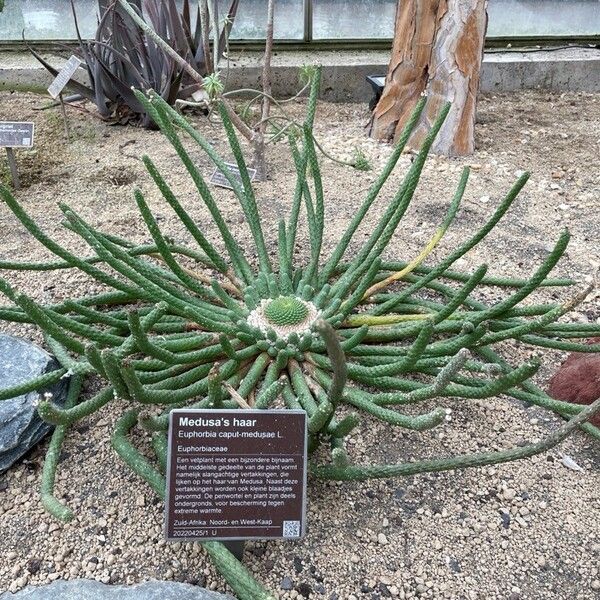 Euphorbia caput-medusae Habit