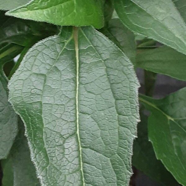 Echinacea angustifolia Leaf