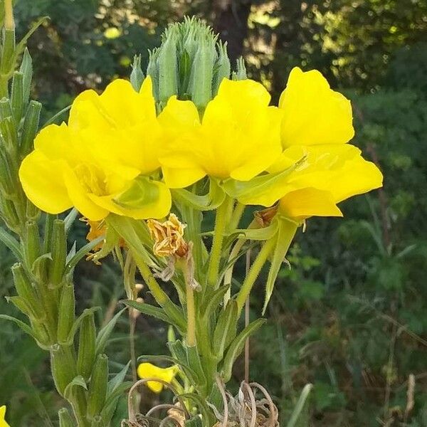 Oenothera biennis Blomma