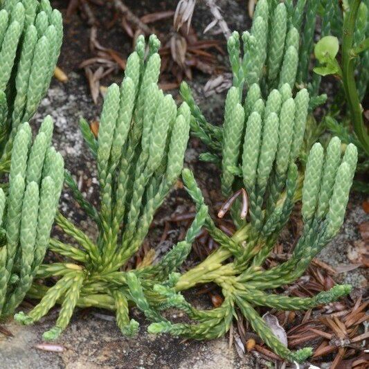 Diphasiastrum alpinum Natur