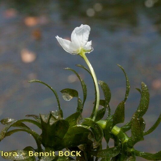 Elodea densa Habit