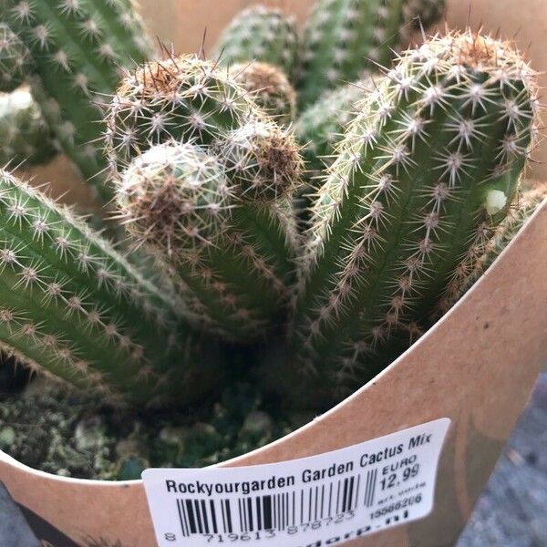 Echinocereus poselgeri Leaf