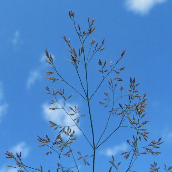 Agrostis capillaris Kukka