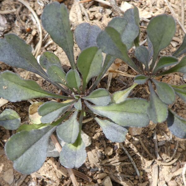 Globularia cordifolia Folha