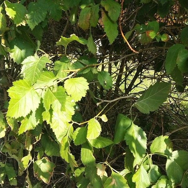 Crataegus submollis Leht