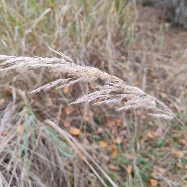 Calamagrostis epigejos Fruitua