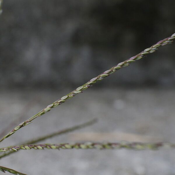 Digitaria ciliaris 花