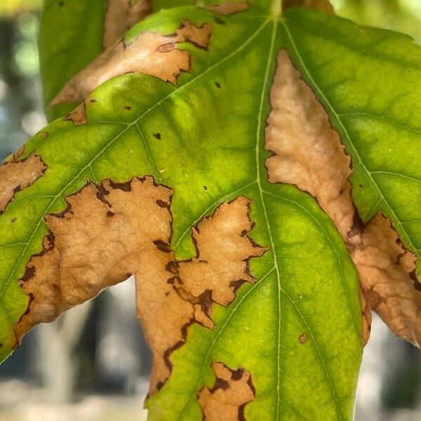 Quercus texana ഇല