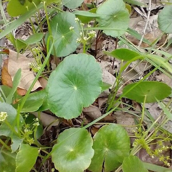 Hydrocotyle umbellata Листок