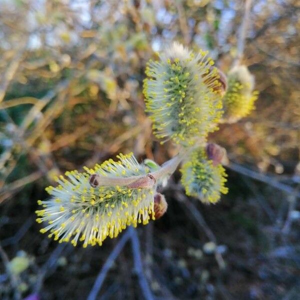 Salix atrocinerea Floro