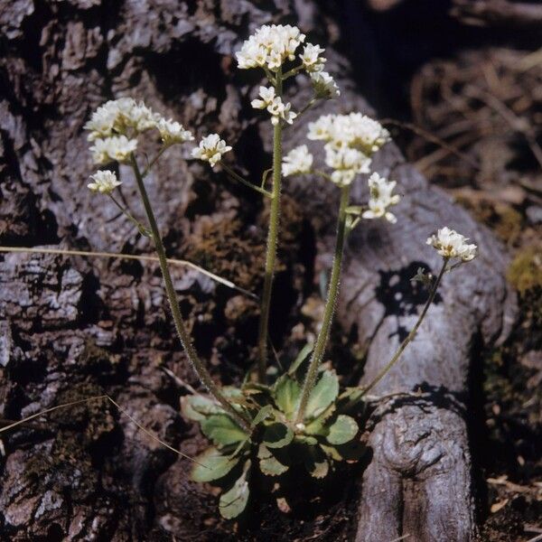 Micranthes virginiensis عادت