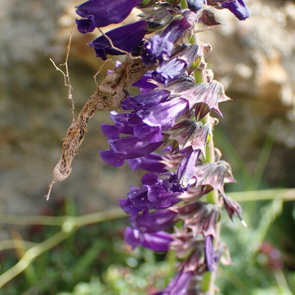 Horminum pyrenaicum Flower