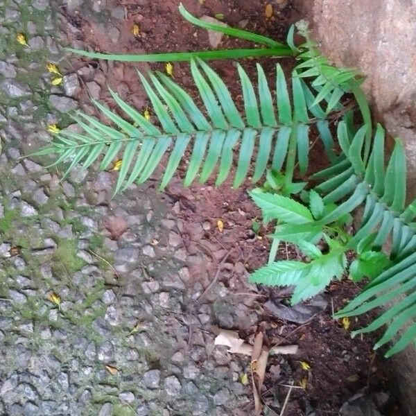 Pteris vittata 叶