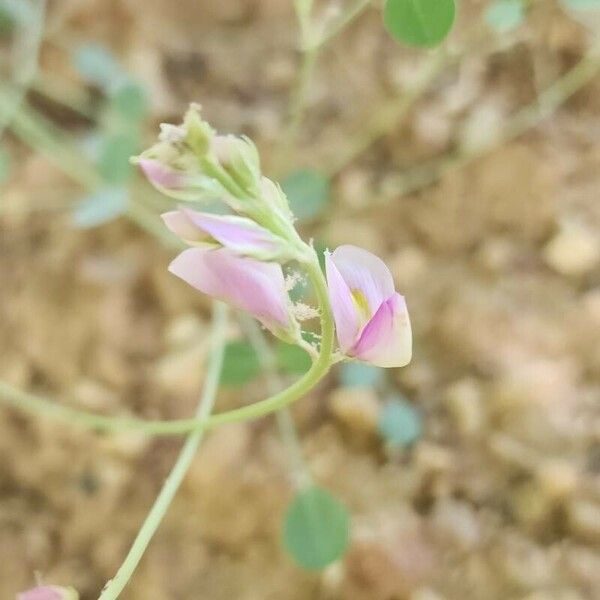 Hedysarum maitlandianum Fleur