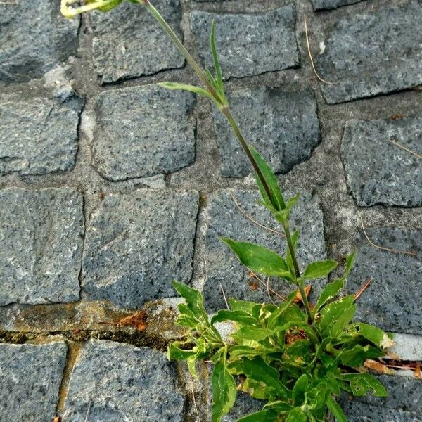 Silene noctiflora Natur