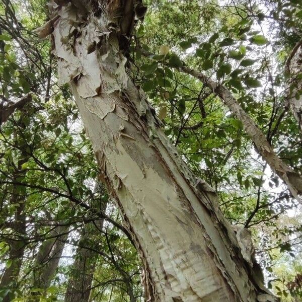 Melaleuca styphelioides Kôra