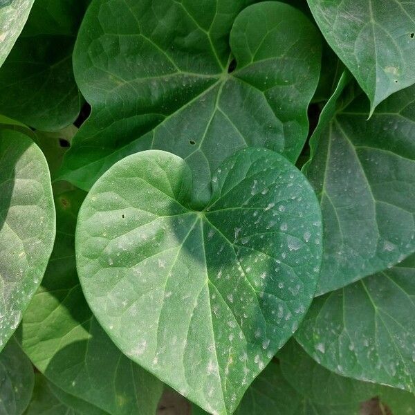 Tinospora cordifolia Hoja